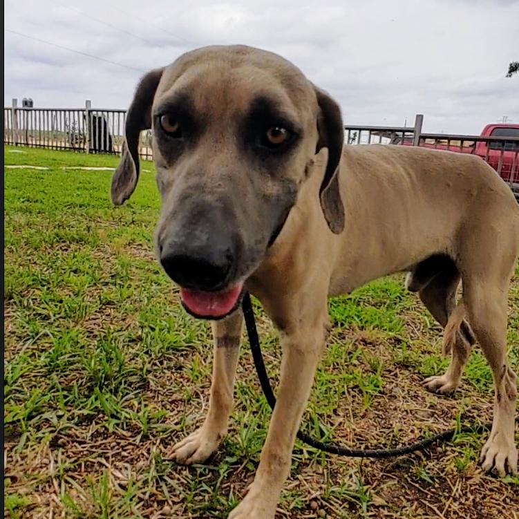 Boone, an adoptable Sloughi, Black Mouth Cur in New Braunfels, TX, 78130 | Photo Image 4