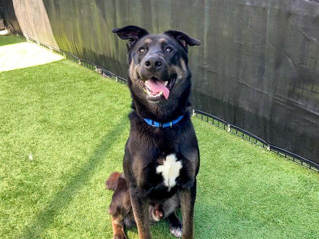 Enlarge GREGORY, a Adoptable mixed breed in Tustin, CA image 1/1