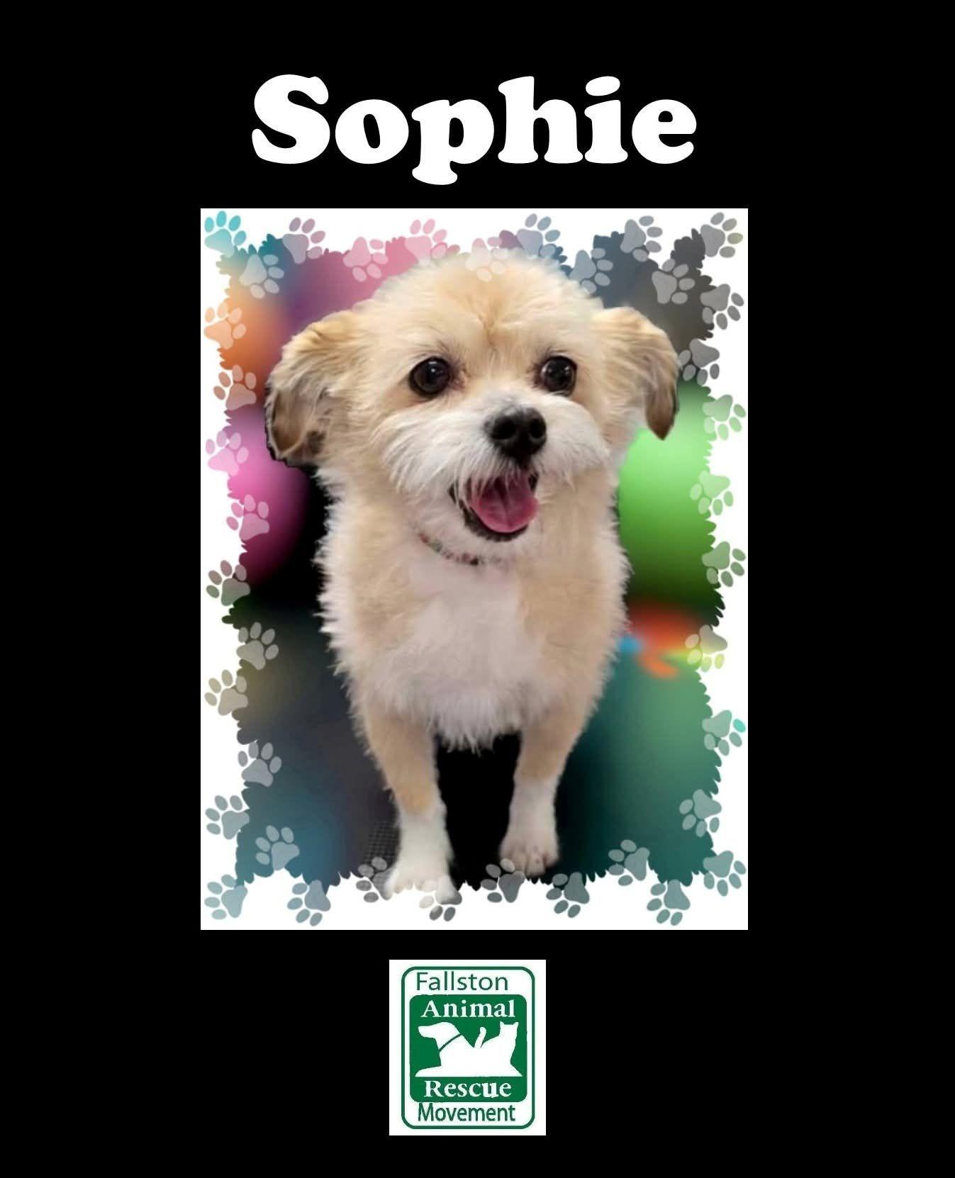 Enlarge Sophie, a Adoptable Terrier in Bel Air, MD image 1/1