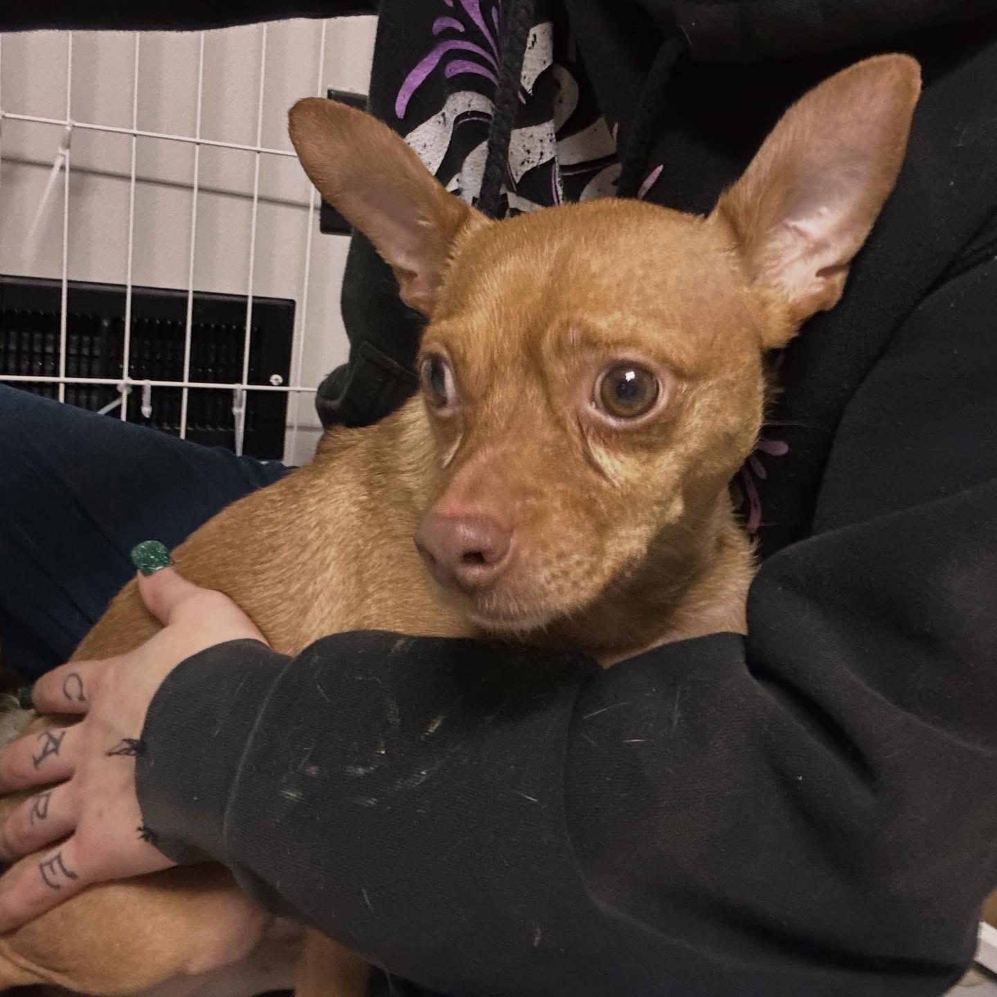 Enlarge Buster, an adopted mixed breed in West Falls, NY image 3/3