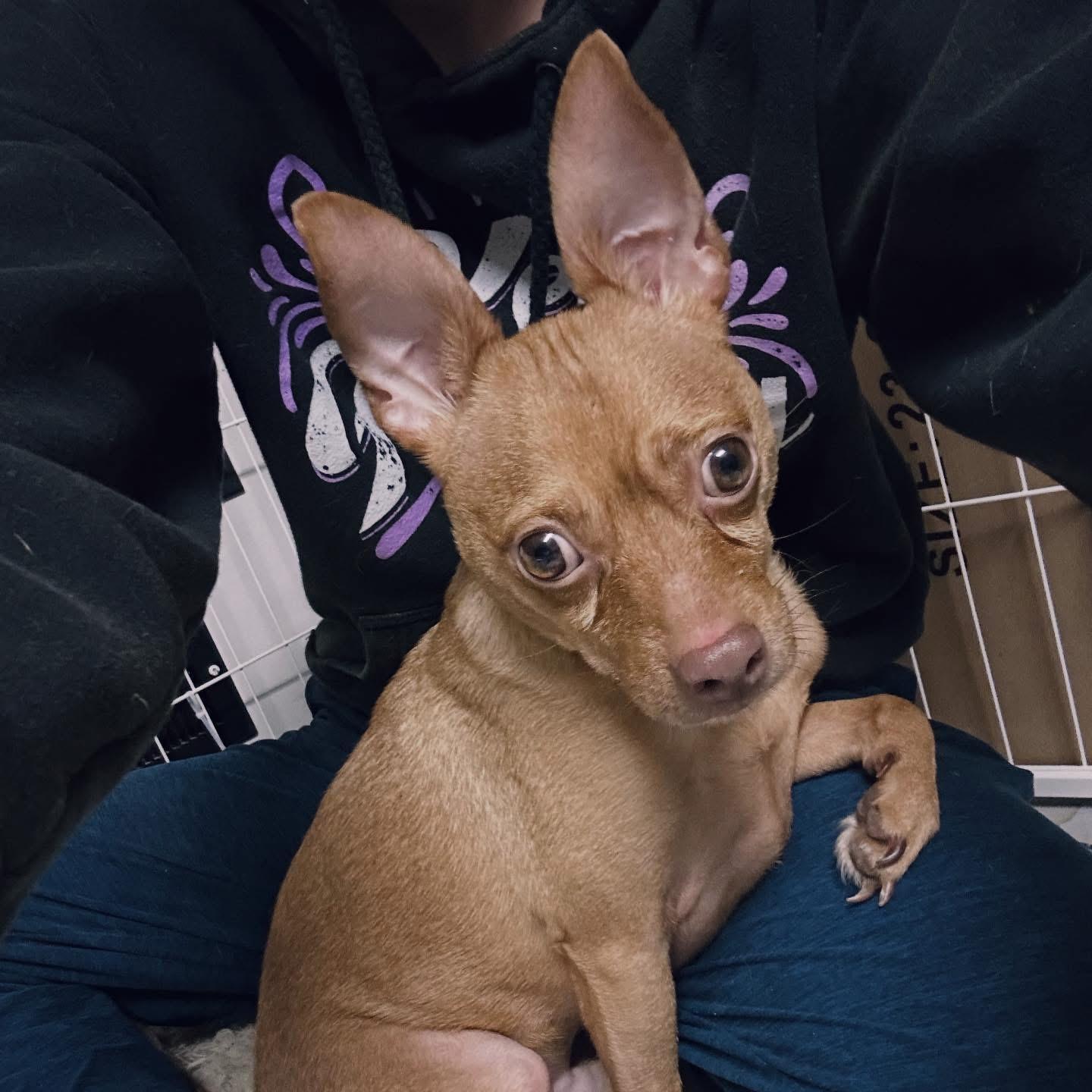 Buster, adopted, Adult Male Chihuahua.