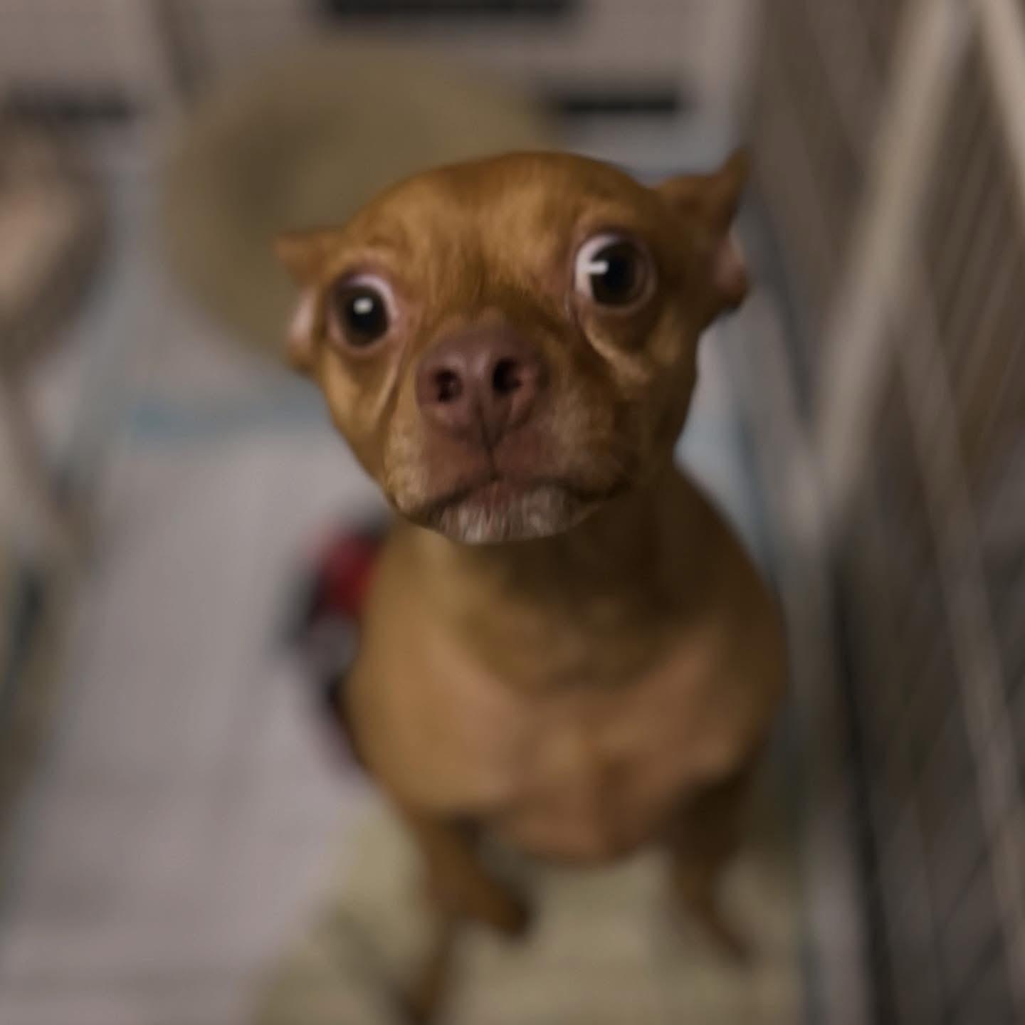 Enlarge Buster, an adopted mixed breed in West Falls, NY image 2/3