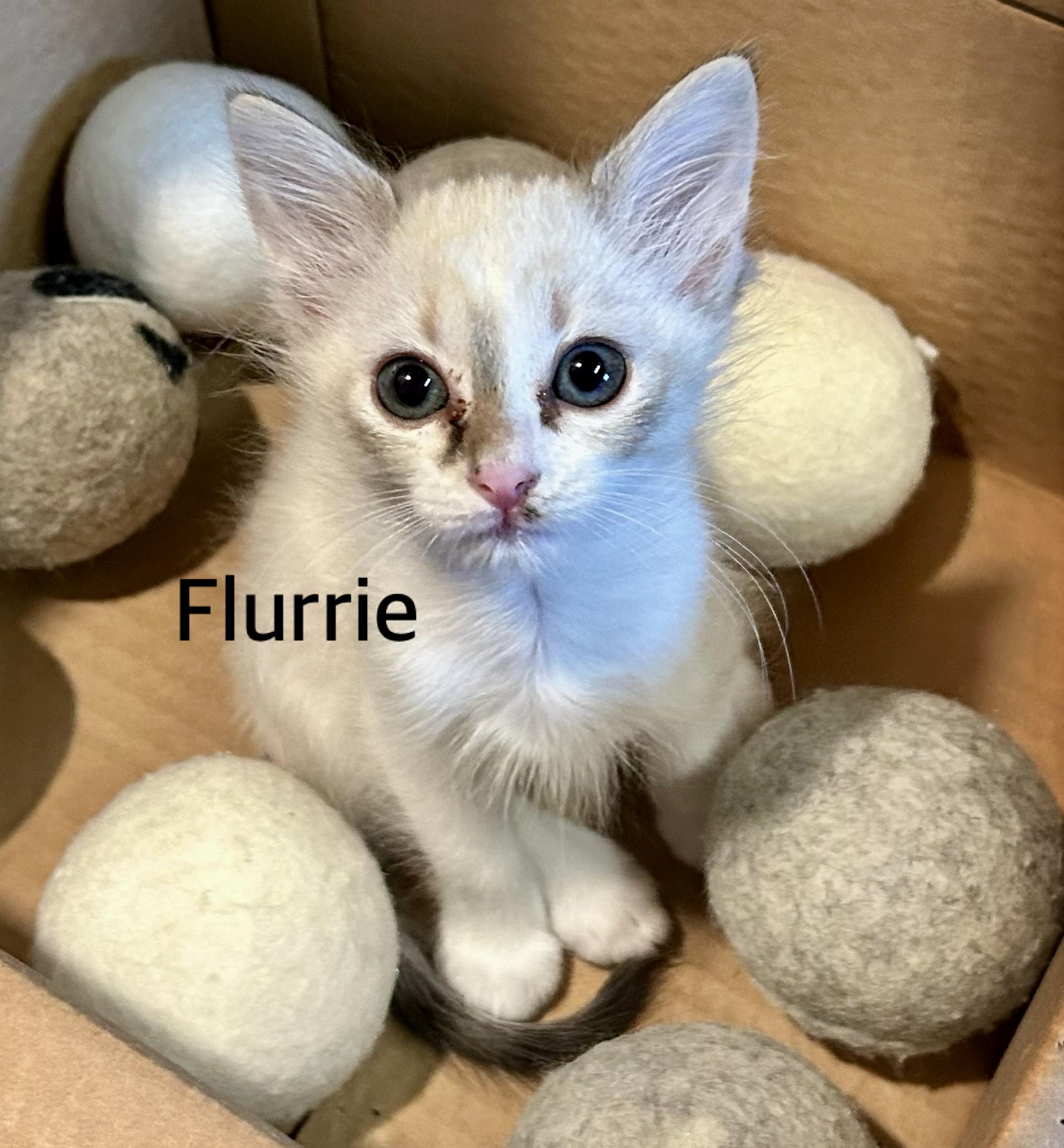 Flurrie, ADOPTABLE, Kitten Female Siamese & Domestic Short Hair.