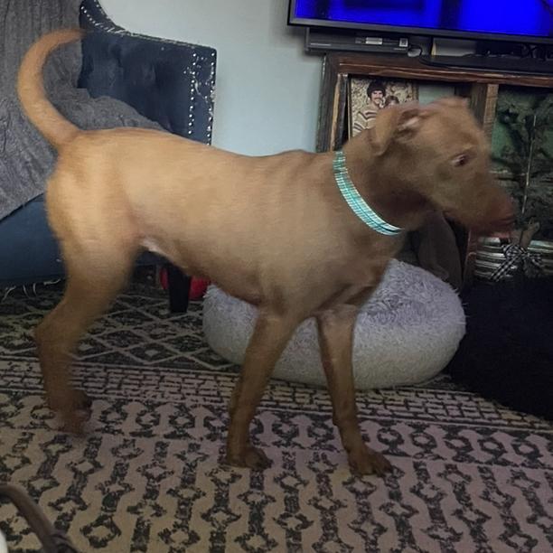 Mandi Jo, a ADOPTABLE mixed breed in East Lansing, MI image 2/4