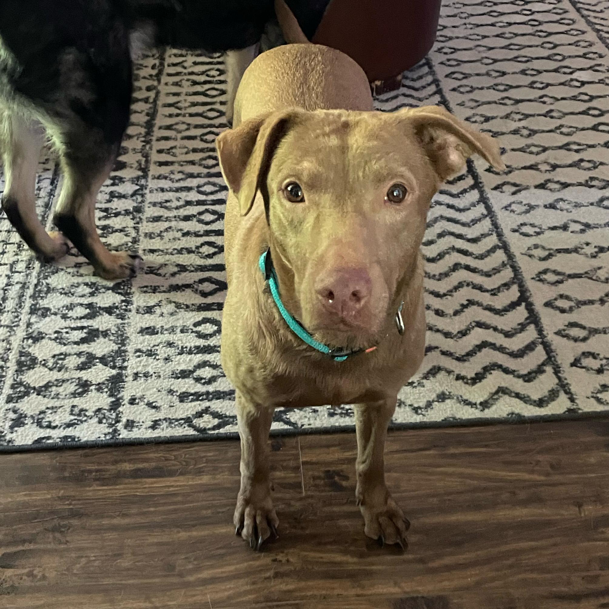 Mandi Jo, a ADOPTABLE mixed breed in East Lansing, MI image 1/4