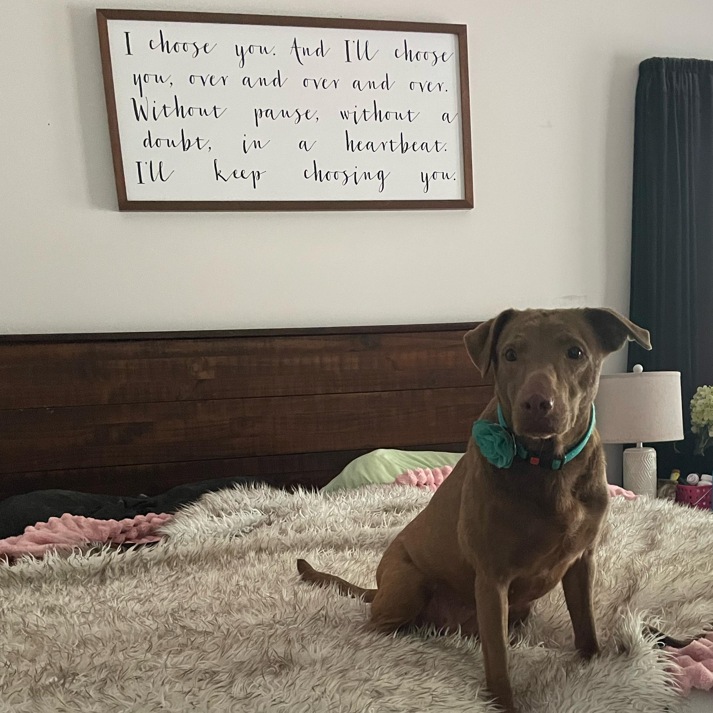 Mandi Jo, a ADOPTABLE mixed breed in East Lansing, MI image 3/4