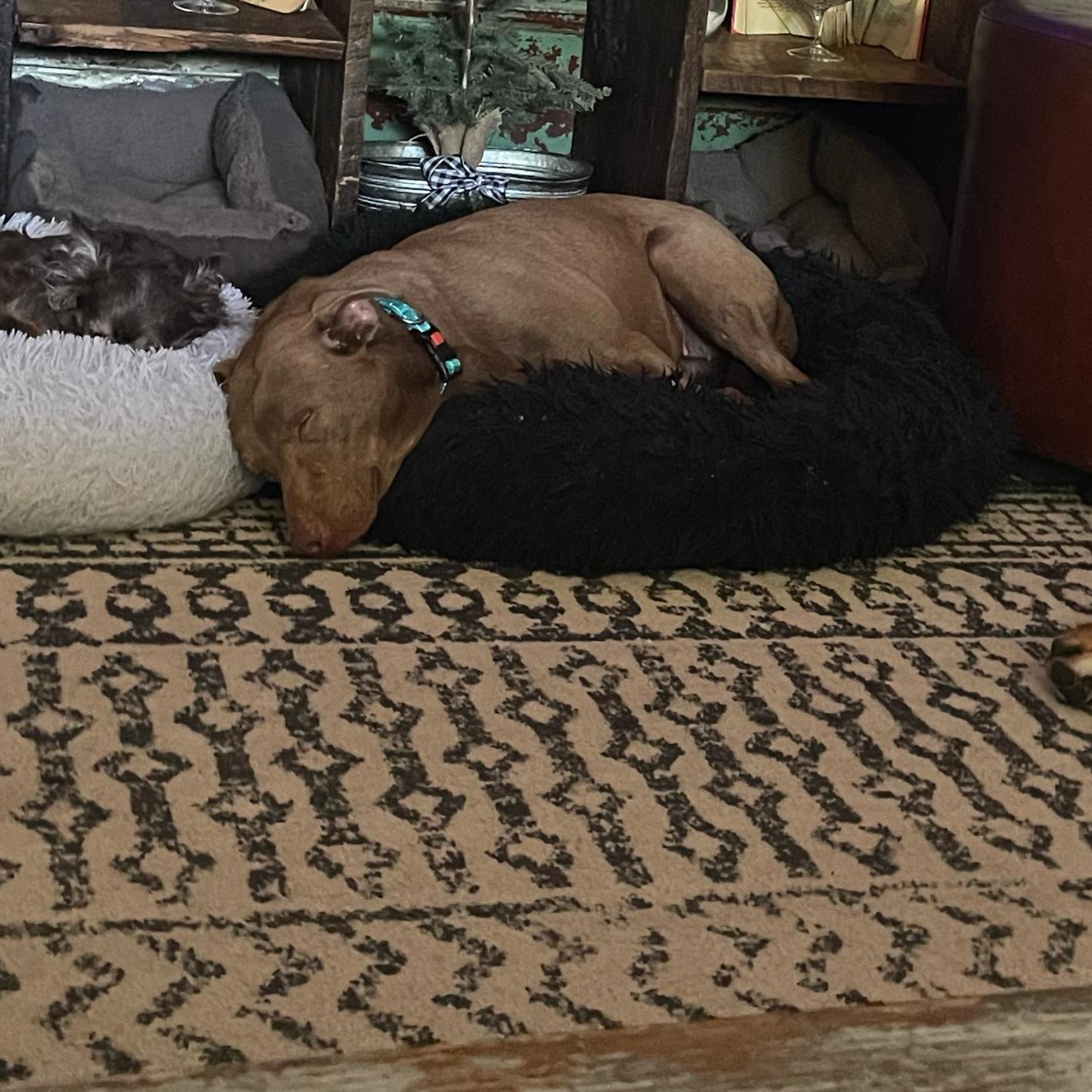 Mandi Jo, a ADOPTABLE mixed breed in East Lansing, MI image 4/4