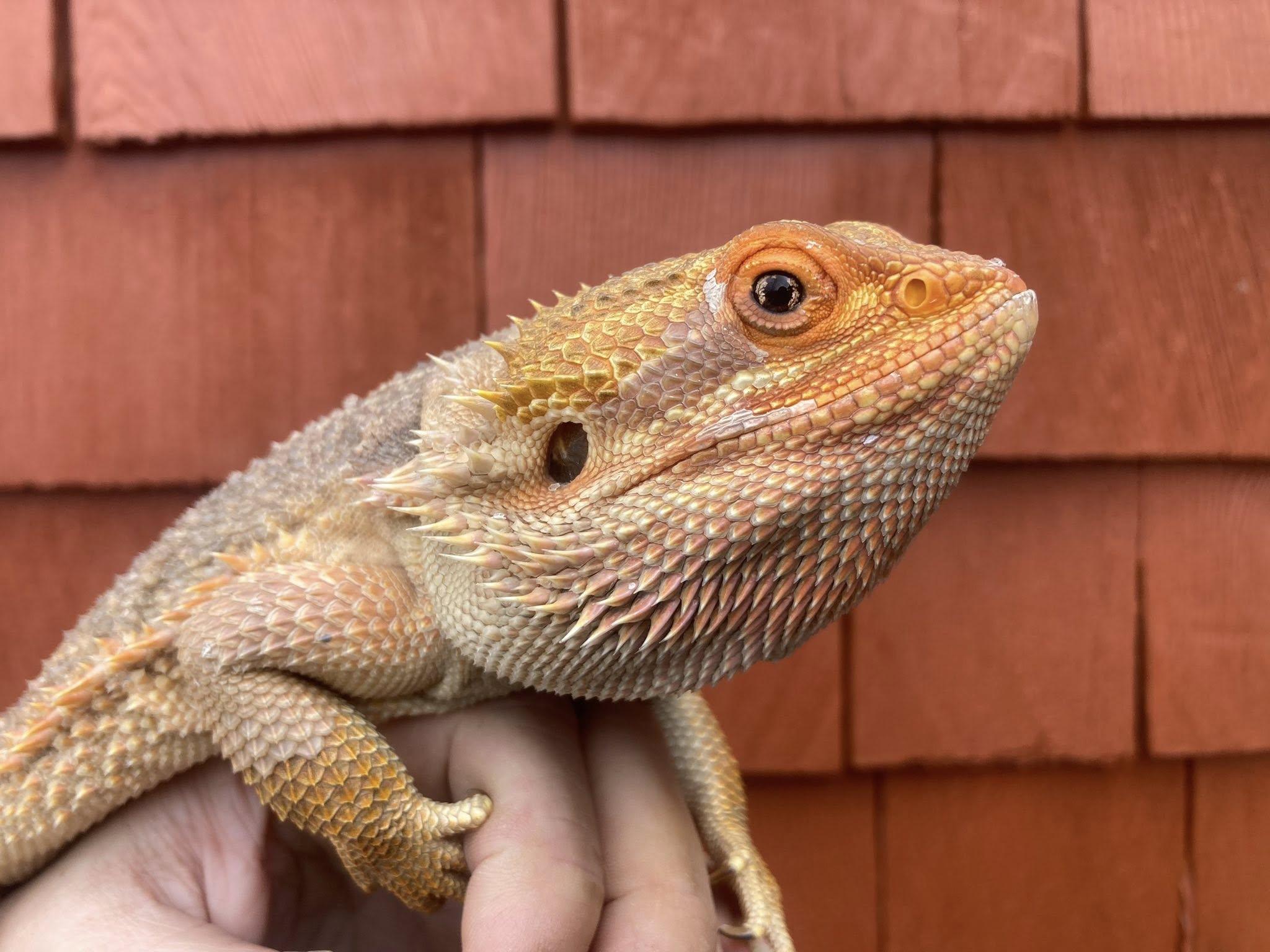 Enlarge Hank, a ADOPTABLE Bearded Dragon in Palmerton, PA image 2/4