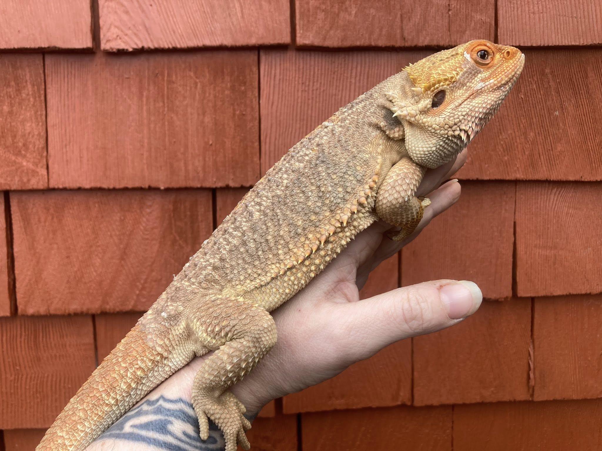Enlarge Hank, a ADOPTABLE Bearded Dragon in Palmerton, PA image 3/4