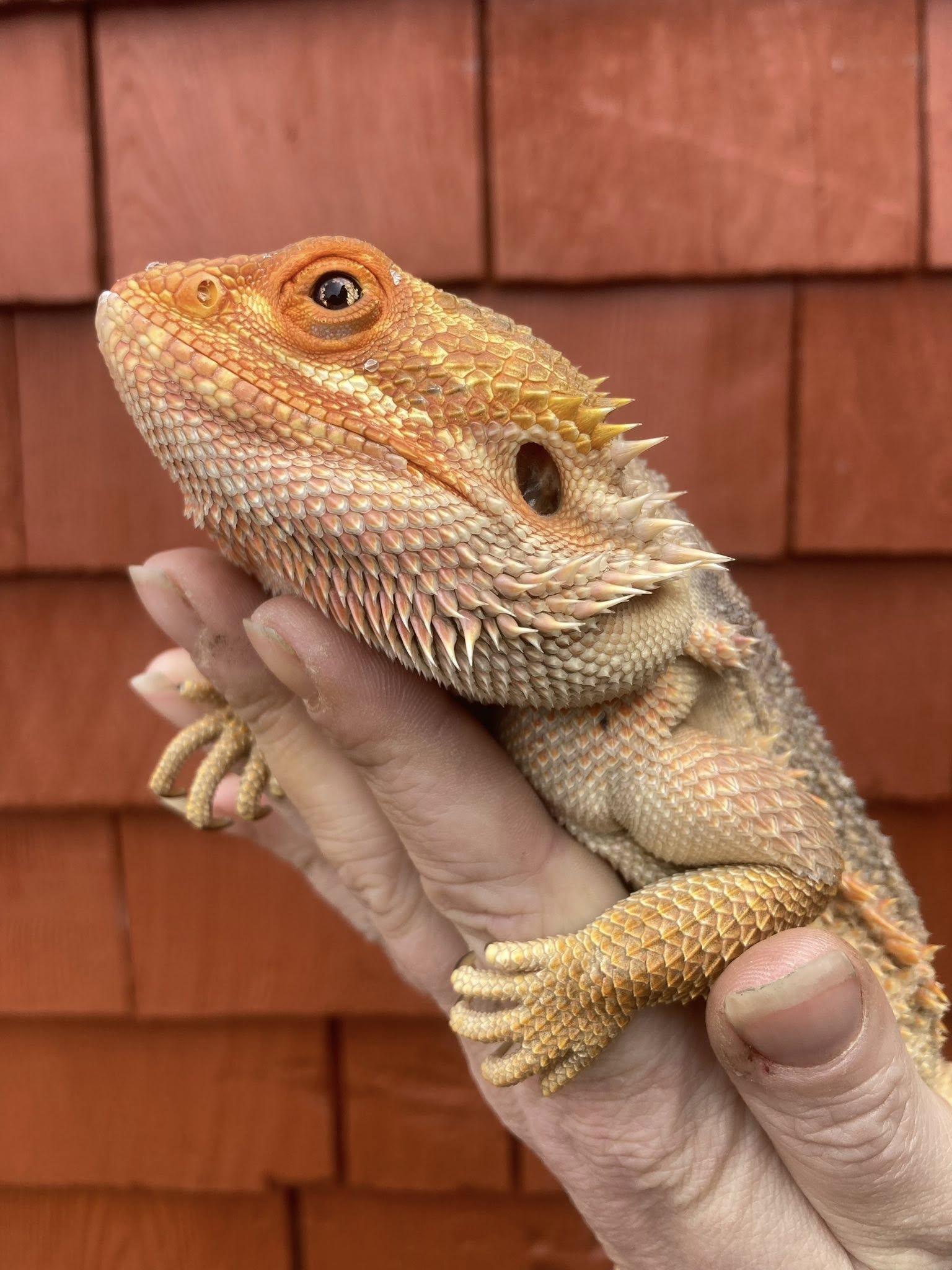 Hank, ADOPTABLE, Adult Male Bearded Dragon.