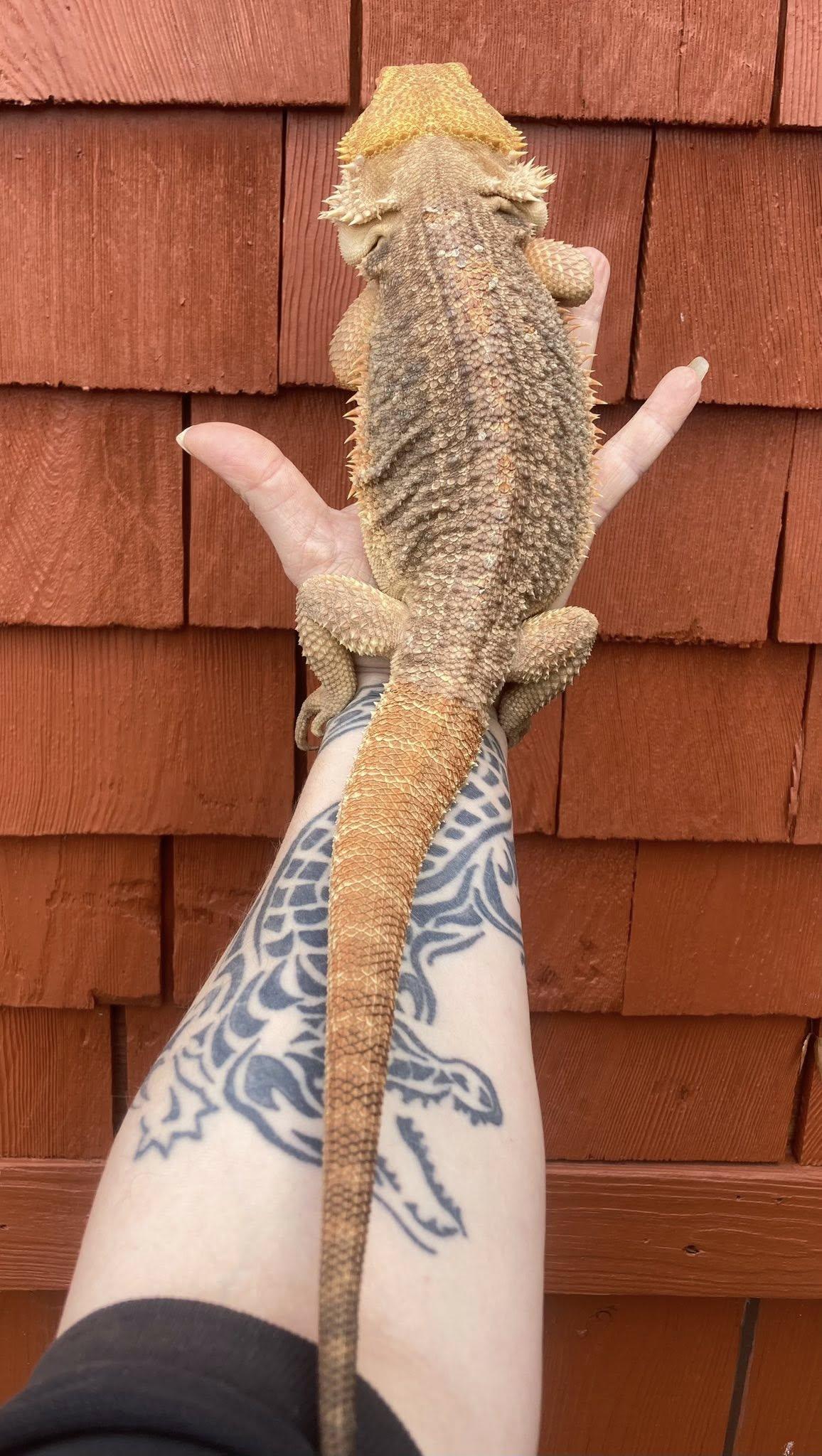 Enlarge Hank, a ADOPTABLE Bearded Dragon in Palmerton, PA image 4/4