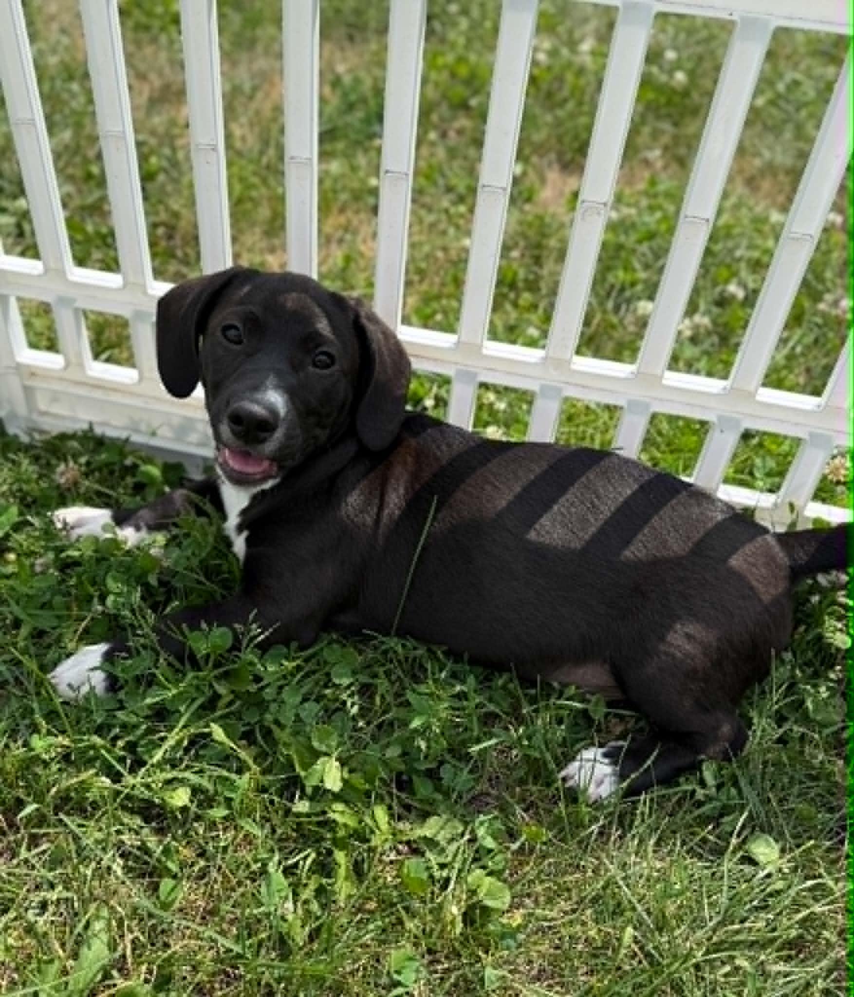 Ranger, Adoptable, Puppy Male Labrador Retriever & Wirehaired Terrier.