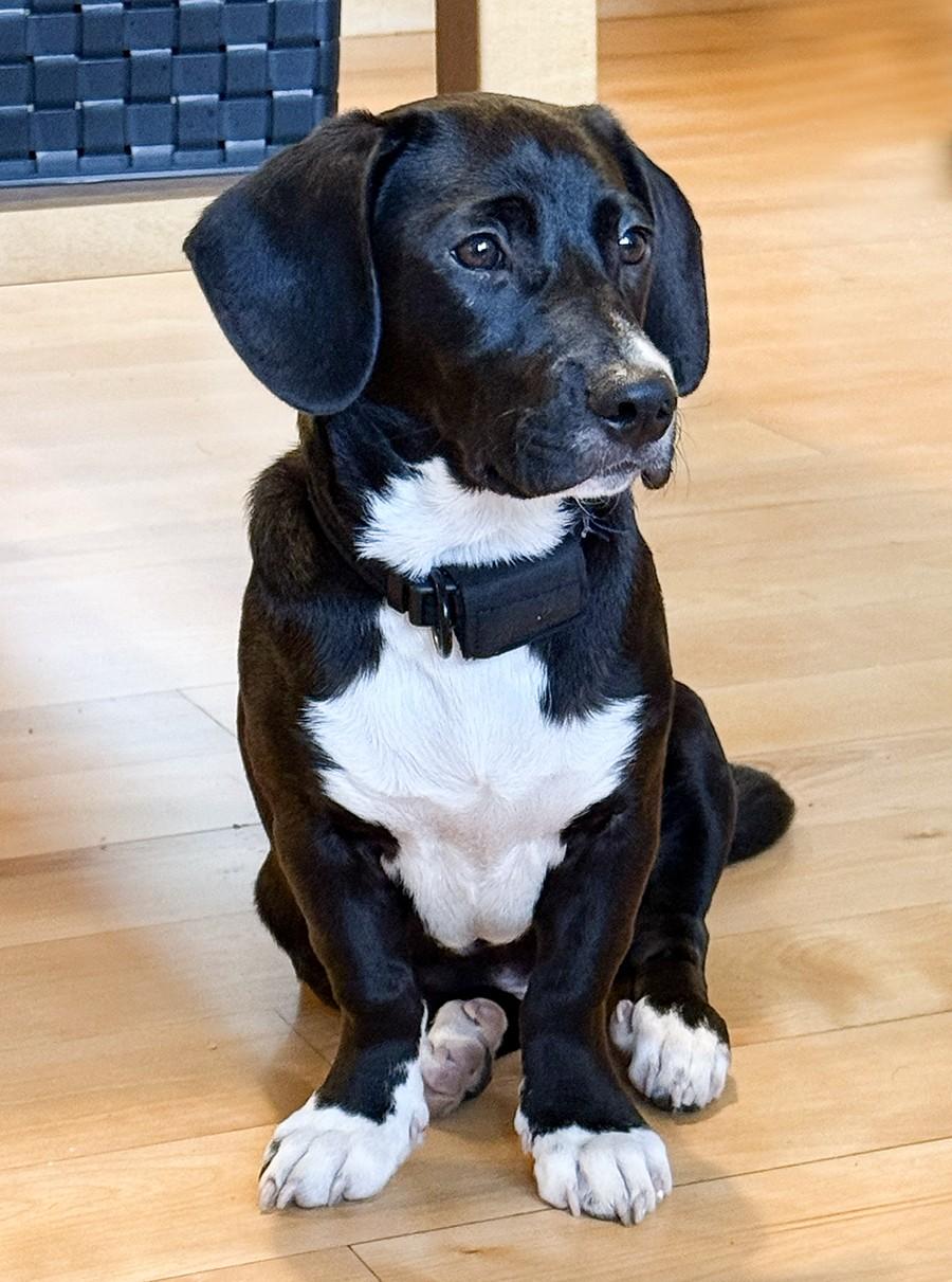 Ranger, Adoptable, Puppy Male Labrador Retriever & Wirehaired Terrier.