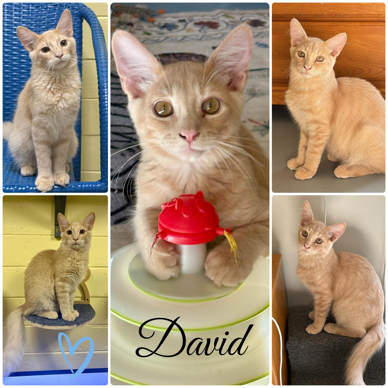 David, a Adoptable Domestic Medium Hair in Phoenix, AZ image 1/3