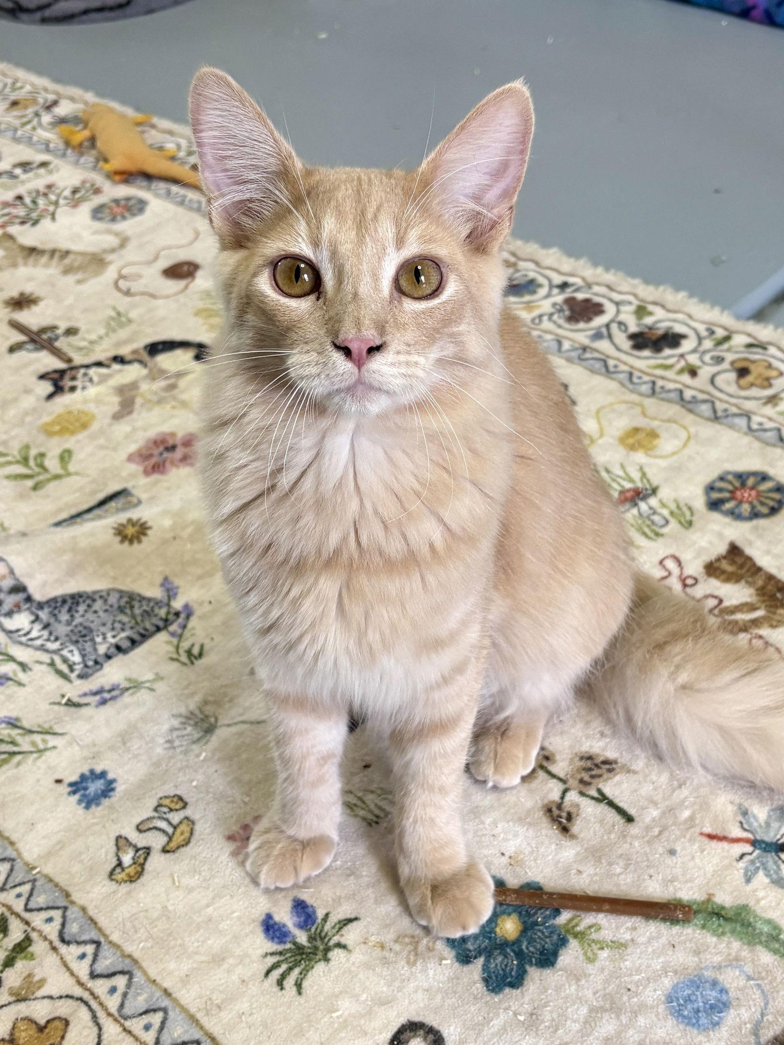 David, a Adoptable Domestic Medium Hair in Phoenix, AZ image 3/3