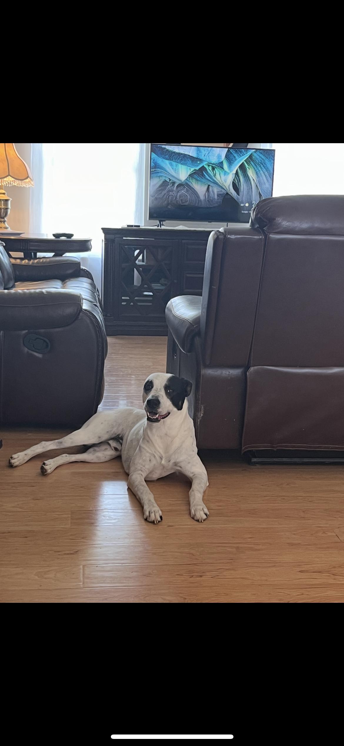 Indy, Adoptable, Adult Male Dalmatian & Labrador Retriever.