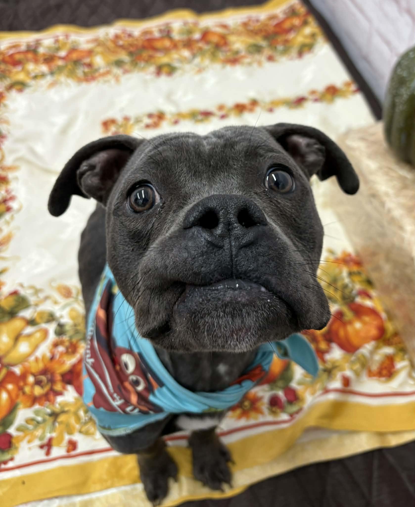 Rapini, an adopted mixed breed in Oxford, MI image 1/5