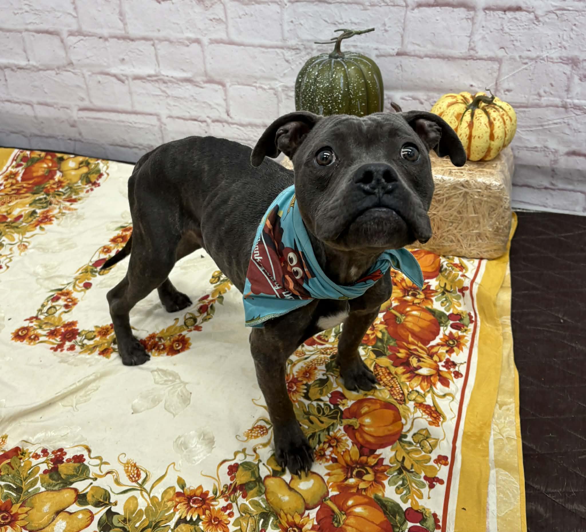 Rapini, an adopted mixed breed in Oxford, MI image 2/5