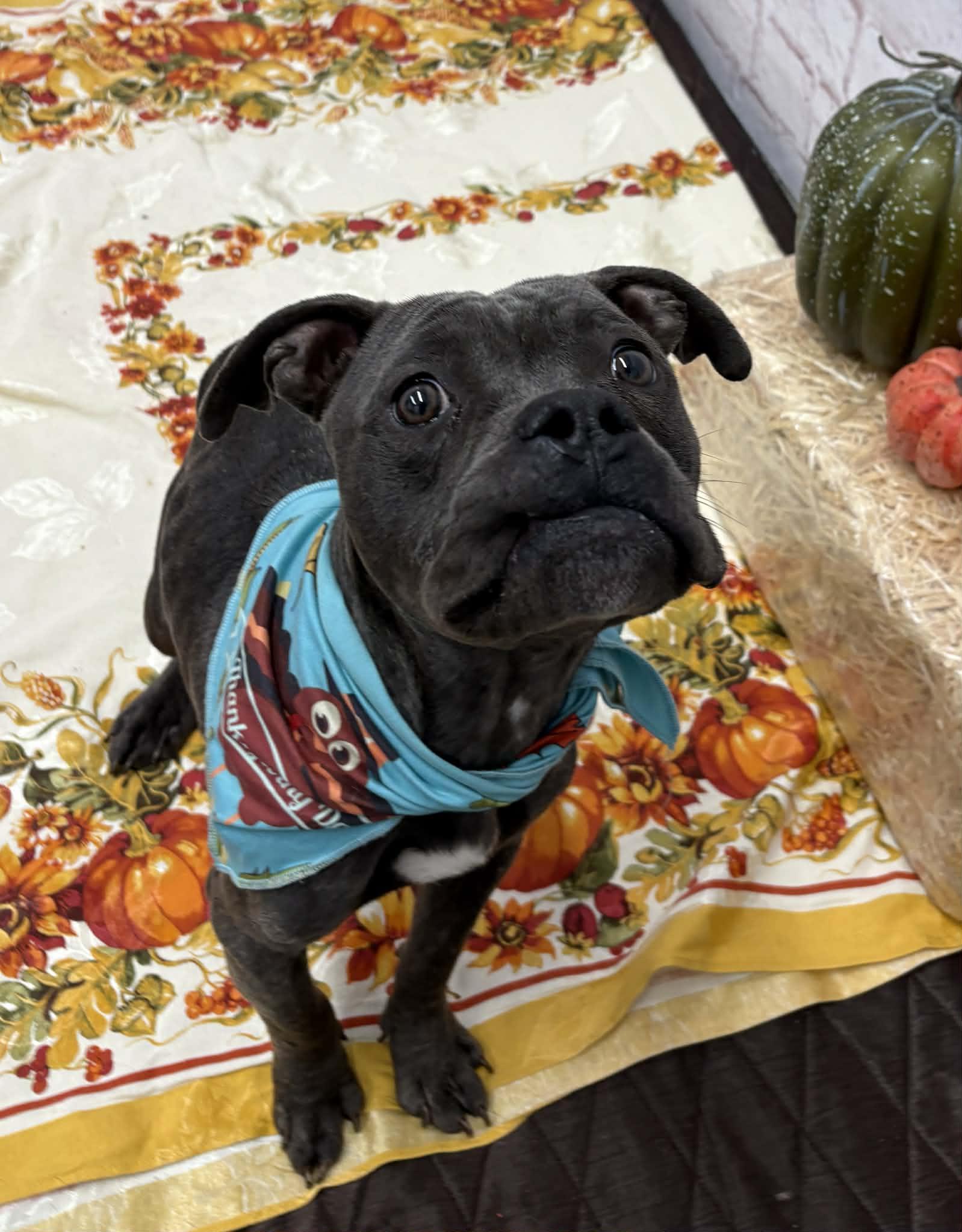 Rapini, an adopted mixed breed in Oxford, MI image 3/5