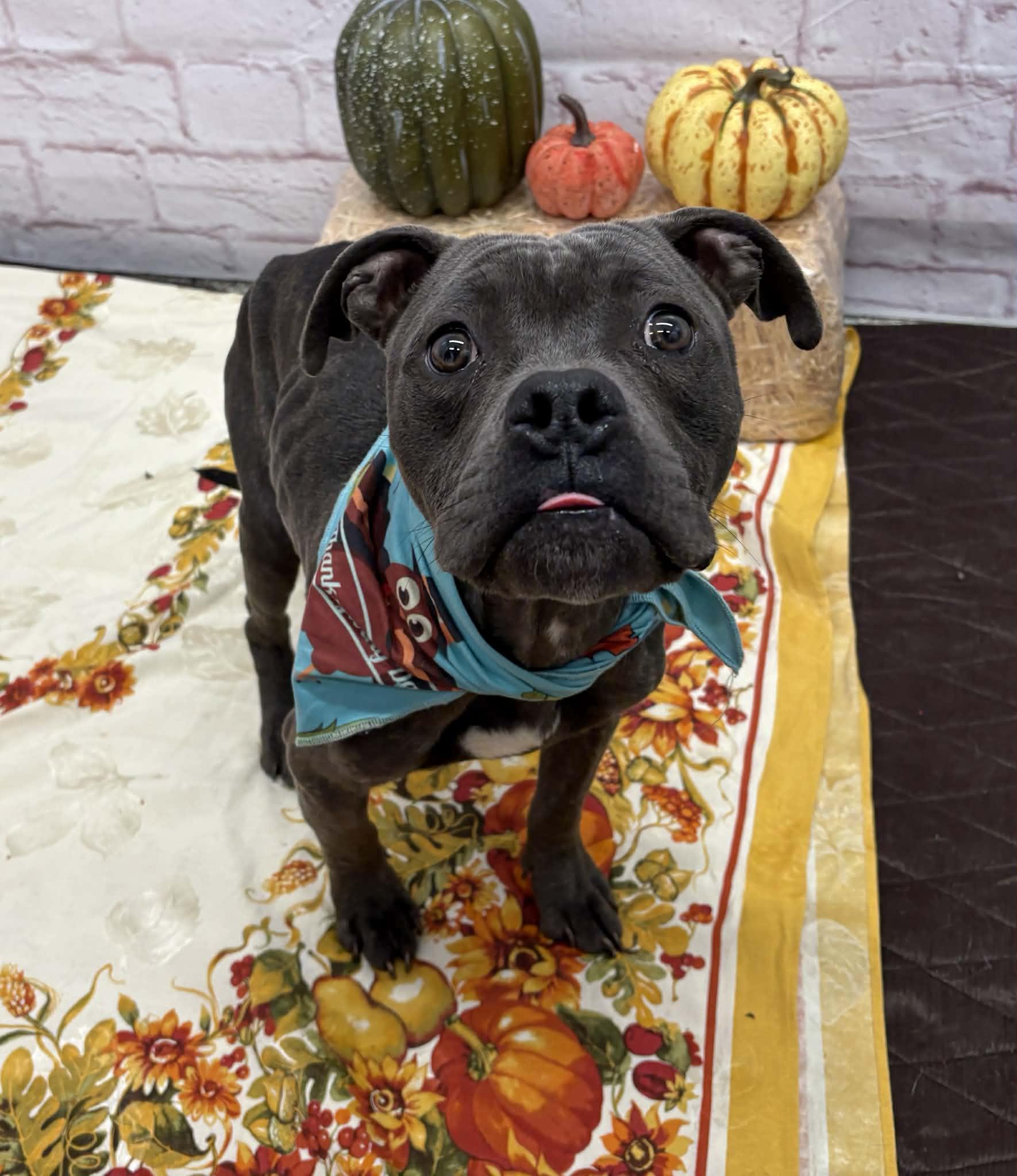 Rapini, an adopted mixed breed in Oxford, MI image 4/5