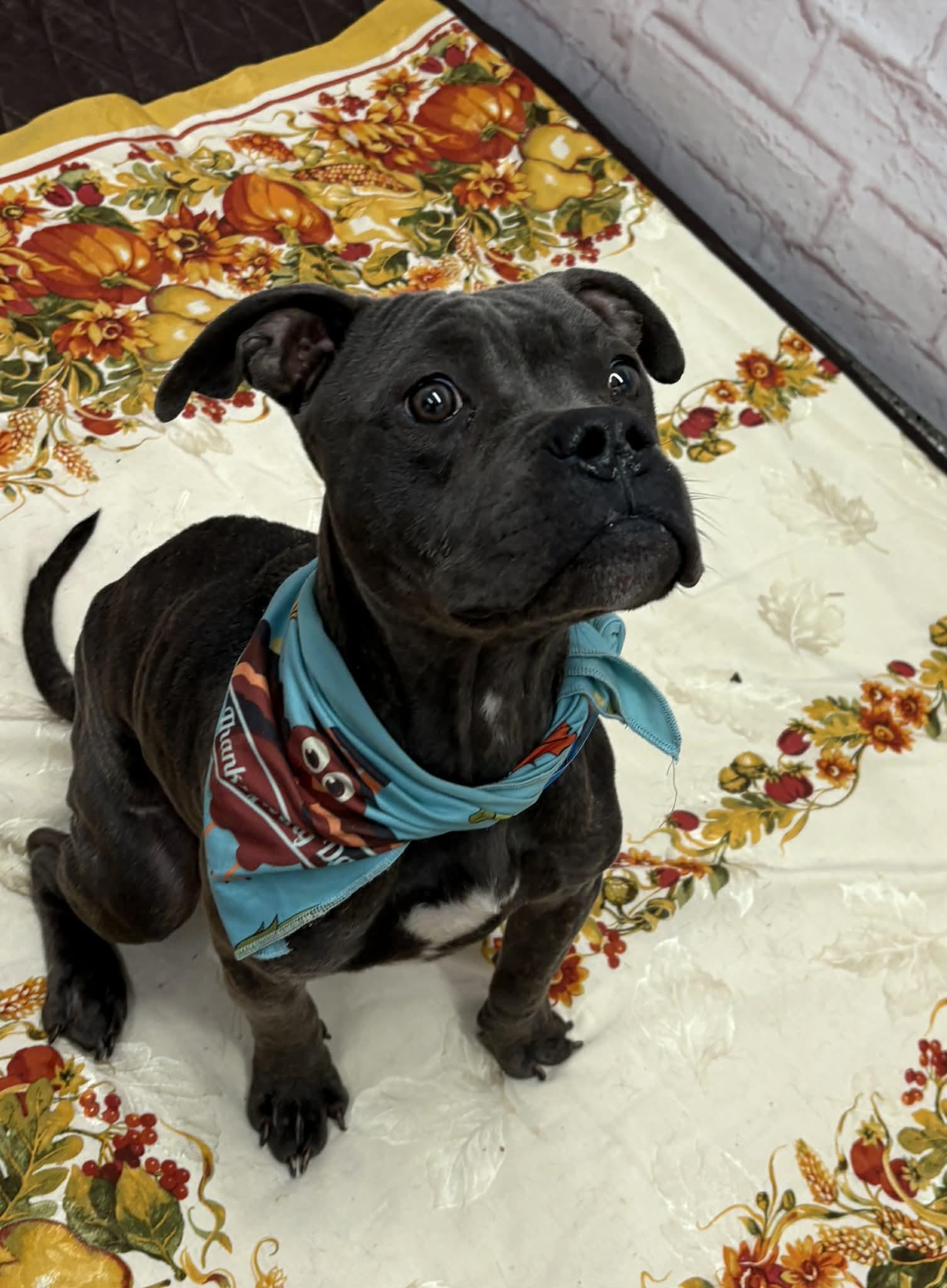 Rapini, an adopted mixed breed in Oxford, MI image 5/5