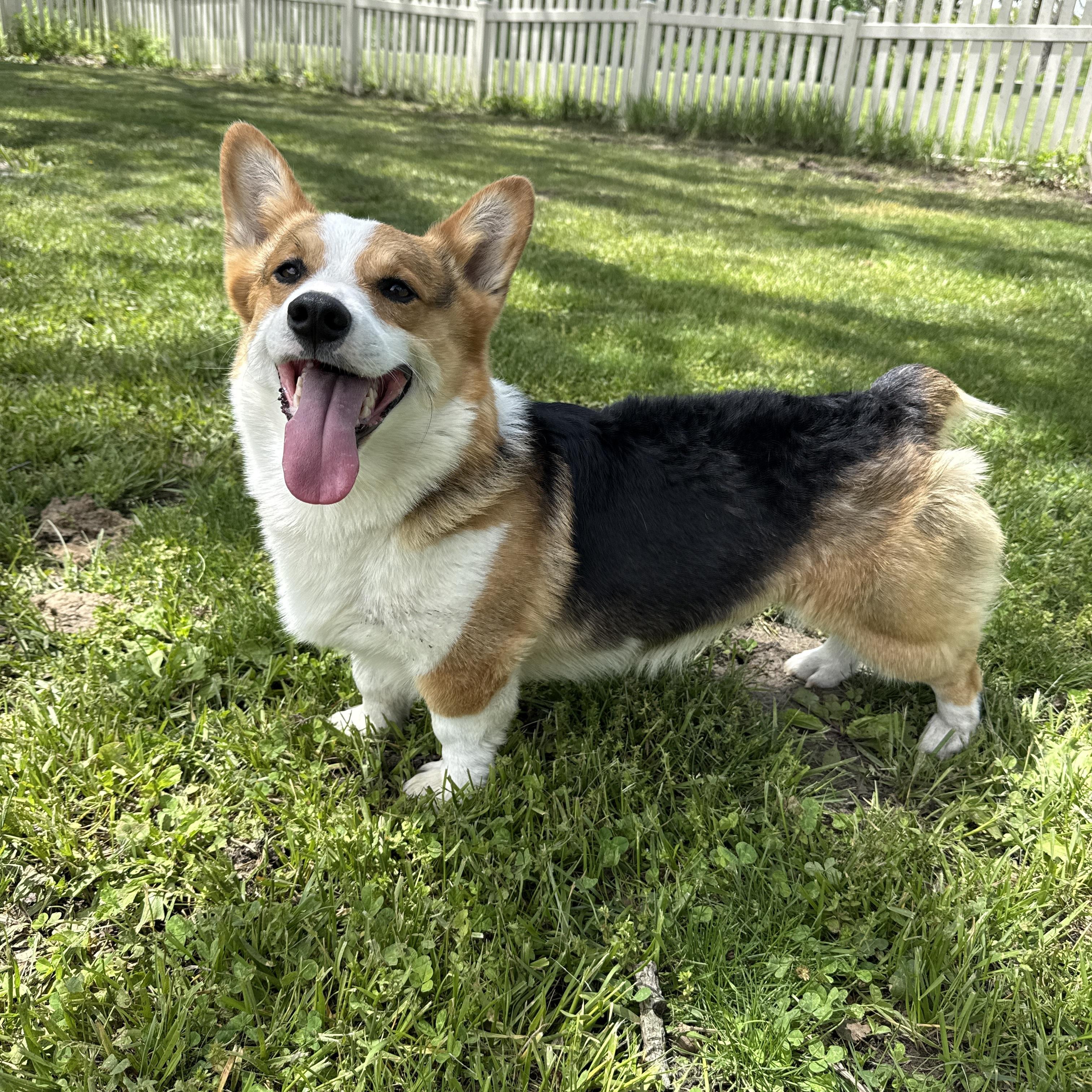 Enlarge Tater Tot, an adopted Pembroke Welsh Corgi in Auburn, NE image 3/6