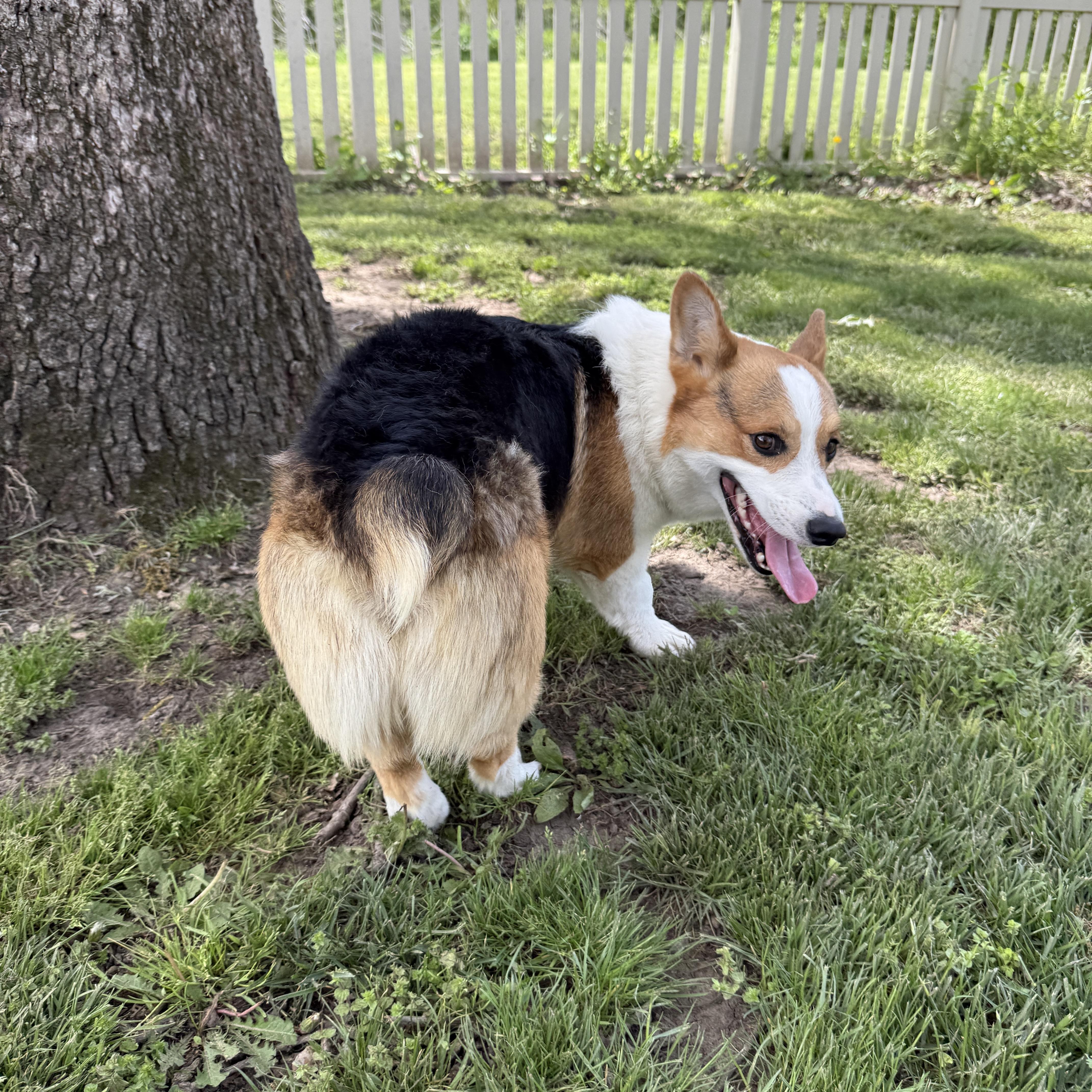 Enlarge Tater Tot, an adopted Pembroke Welsh Corgi in Auburn, NE image 2/6
