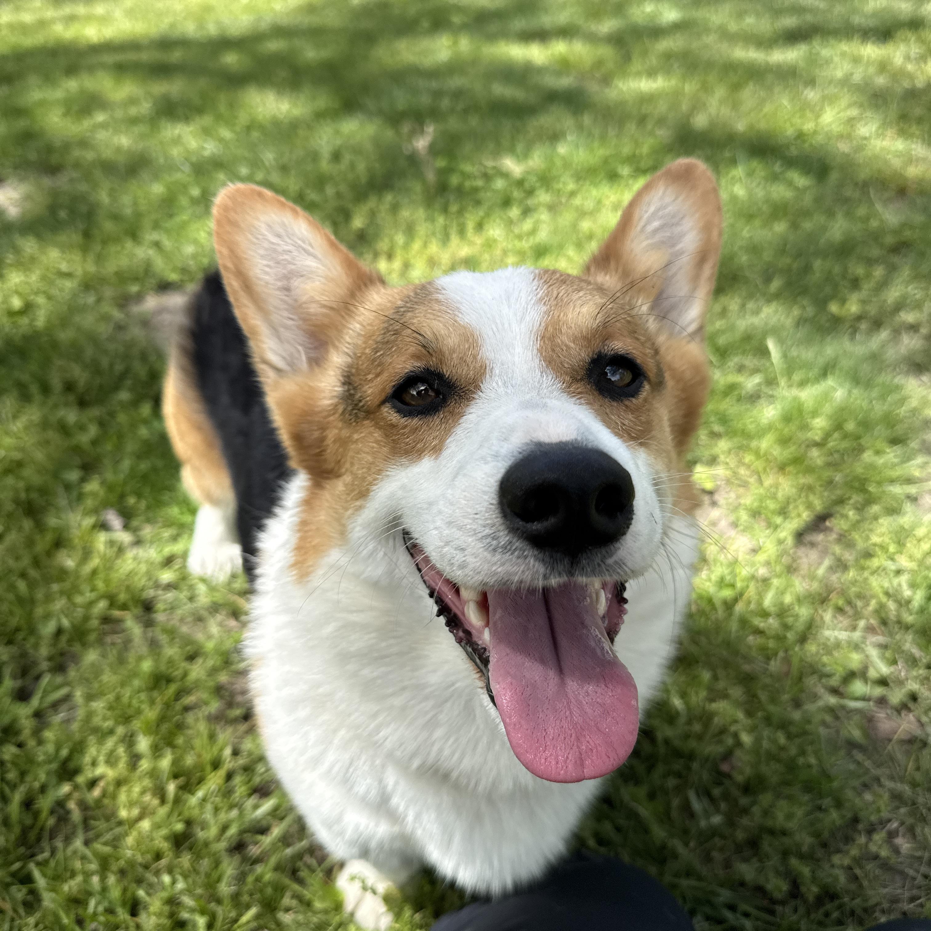 Enlarge Tater Tot, an adopted Pembroke Welsh Corgi in Auburn, NE image 6/6