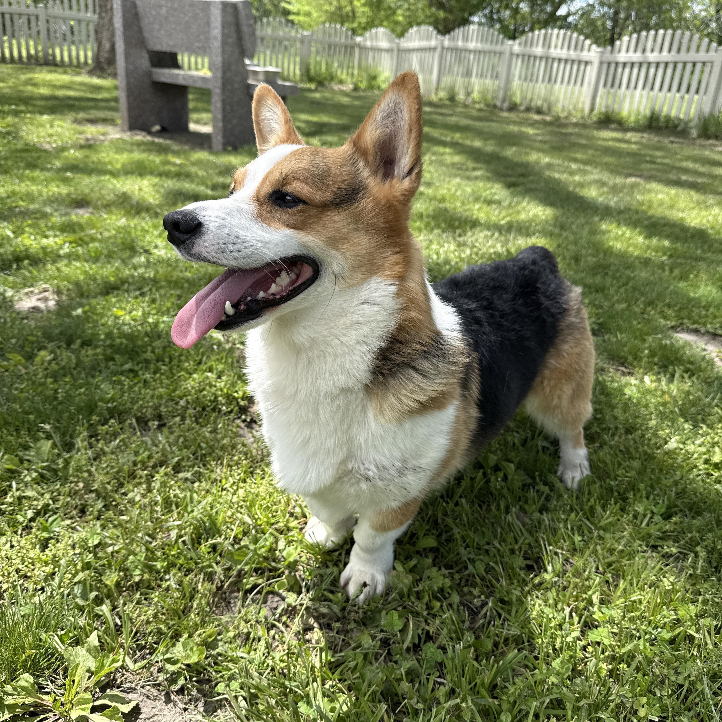 Enlarge Tater Tot, an adopted Pembroke Welsh Corgi in Auburn, NE image 5/6