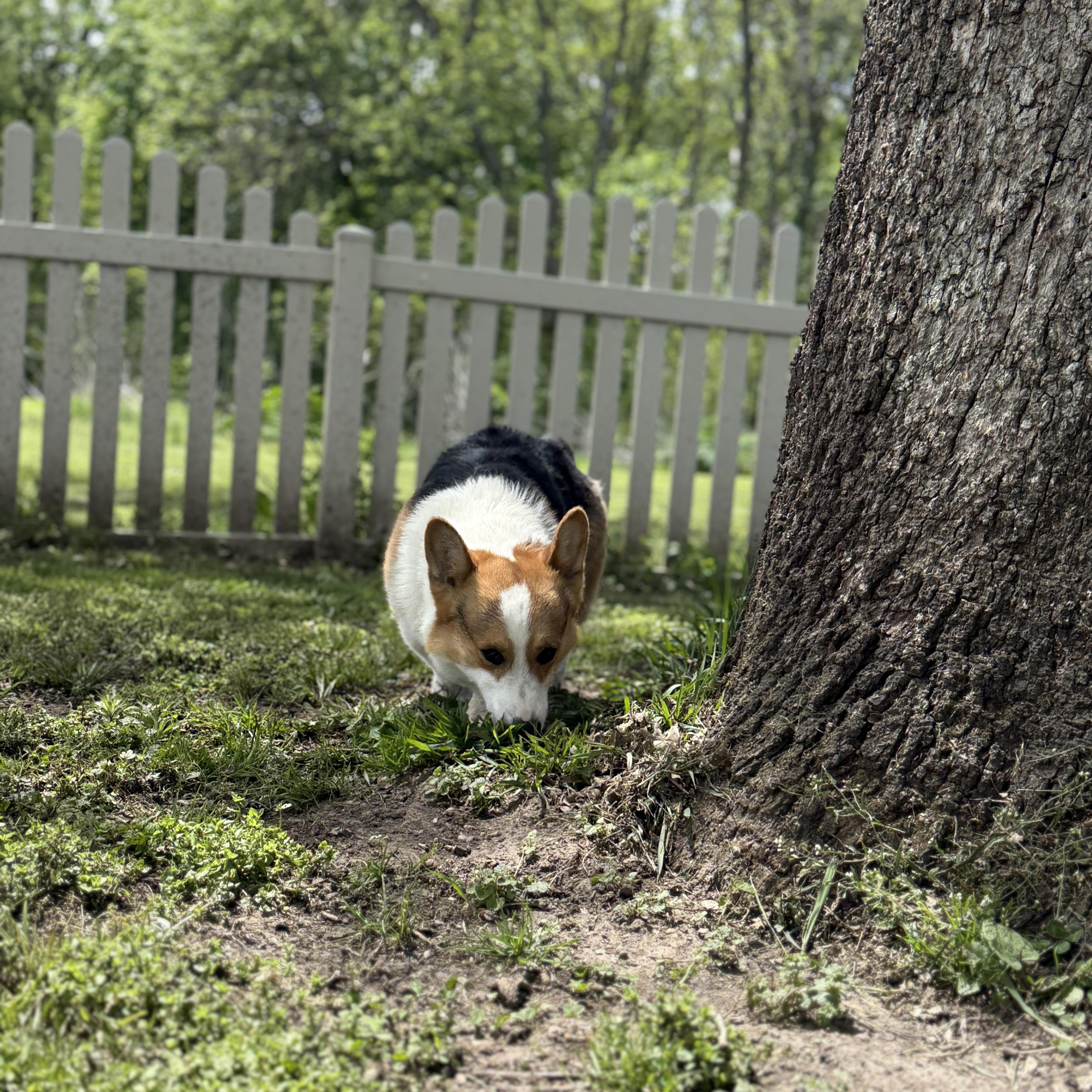 Enlarge Tater Tot, an adopted Pembroke Welsh Corgi in Auburn, NE image 4/6