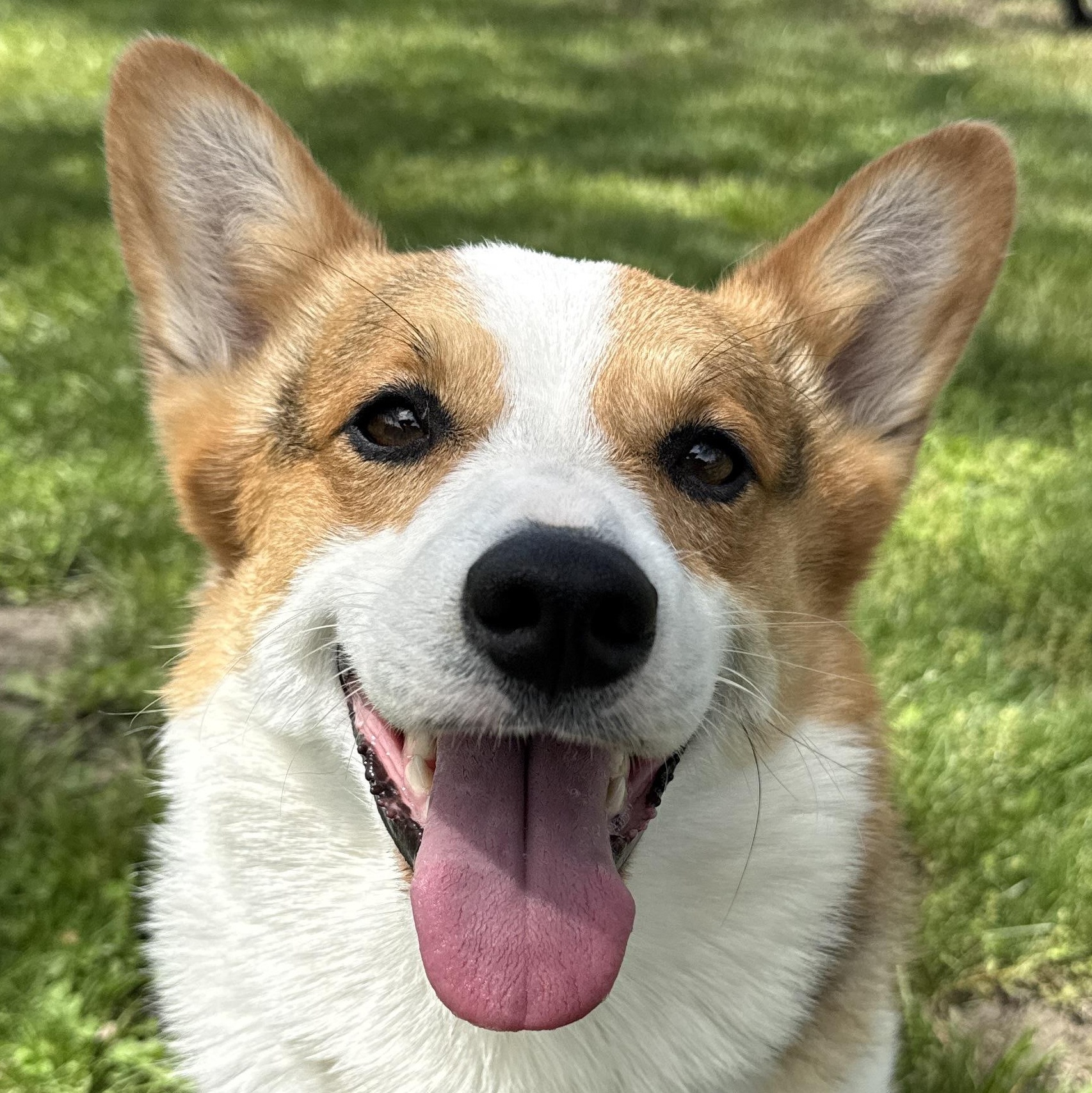 Tater Tot, adopted, Adult Male Pembroke Welsh Corgi.