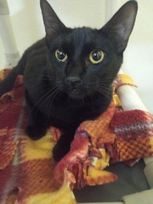 Enlarge Recliner, a Adoptable mixed breed in Everett, WA image 1/1