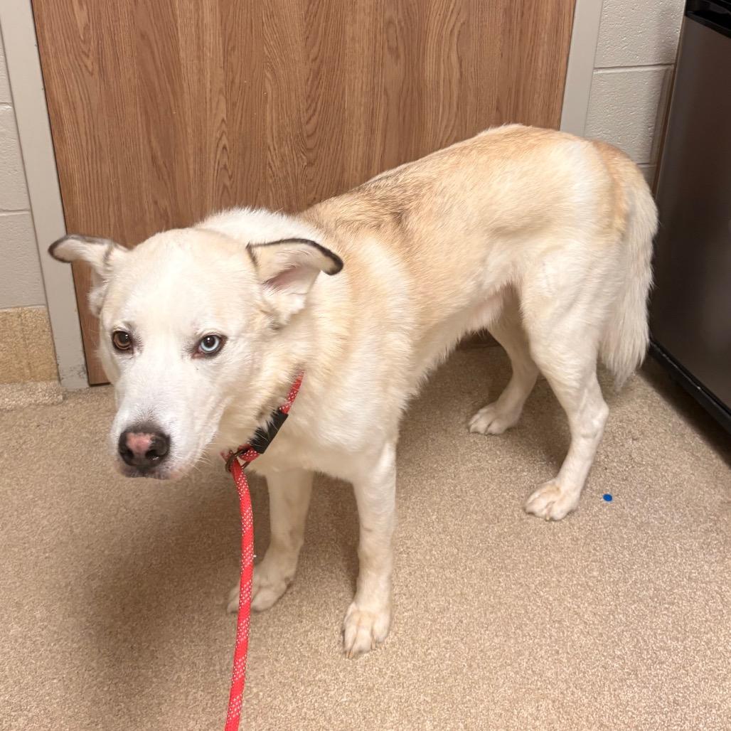 Blu, Adoptable, Adult Male Siberian Husky & Great Pyrenees.