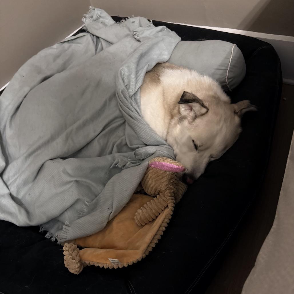 Enlarge Blu, a Adoptable mixed breed in Bristol, IN image 2/6