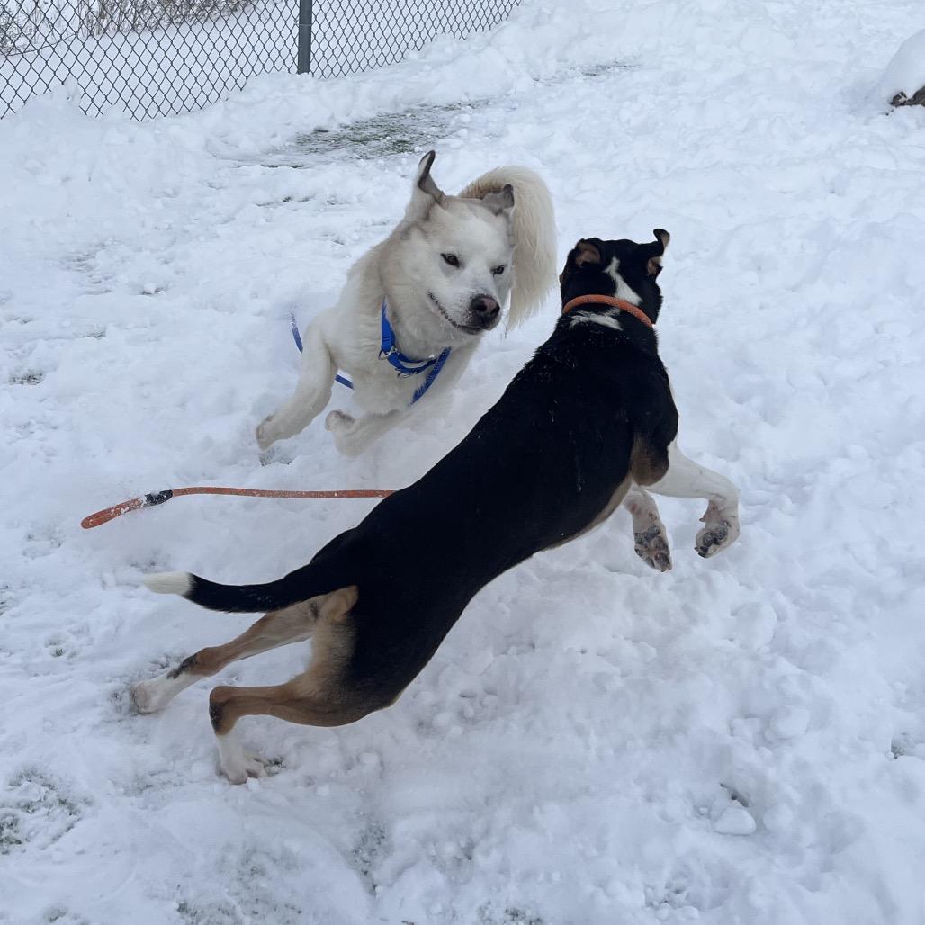 Enlarge Blu, a Adoptable mixed breed in Bristol, IN image 3/6