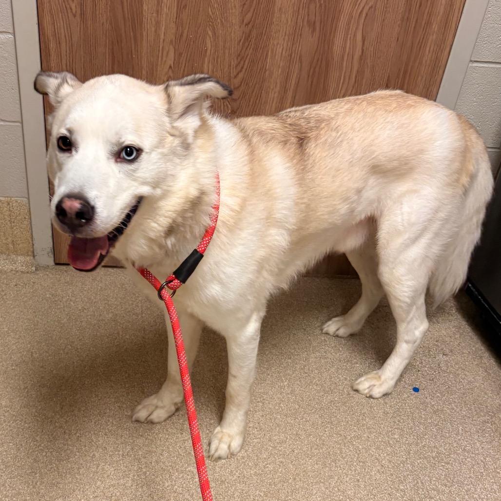 Enlarge Blu, a Adoptable mixed breed in Bristol, IN image 4/6