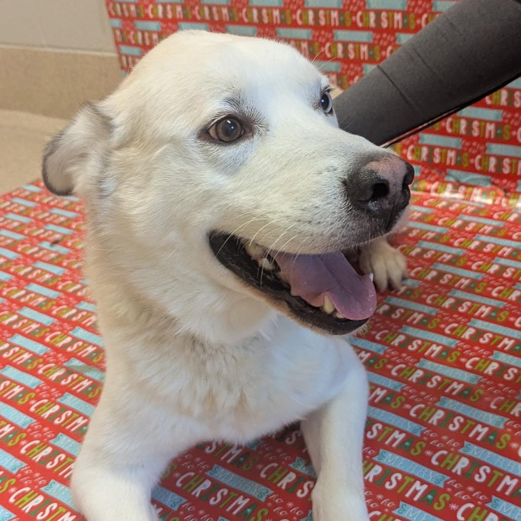 Enlarge Blu, a Adoptable mixed breed in Bristol, IN image 5/6