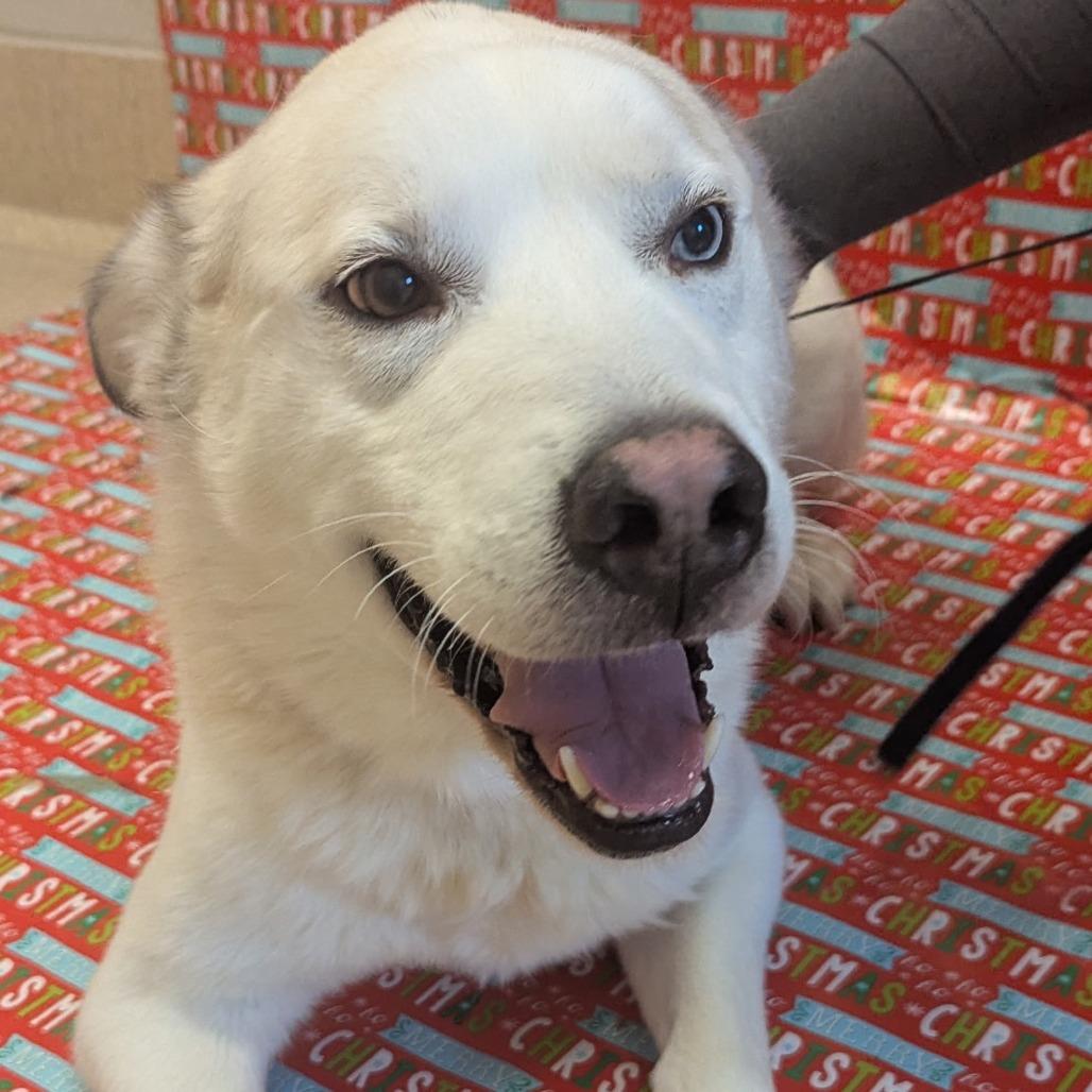 Enlarge Blu, a Adoptable mixed breed in Bristol, IN image 6/6