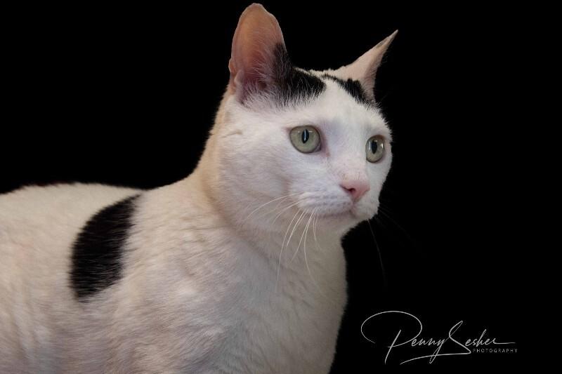 Morty, Adoptable, Adult Male American Shorthair.
