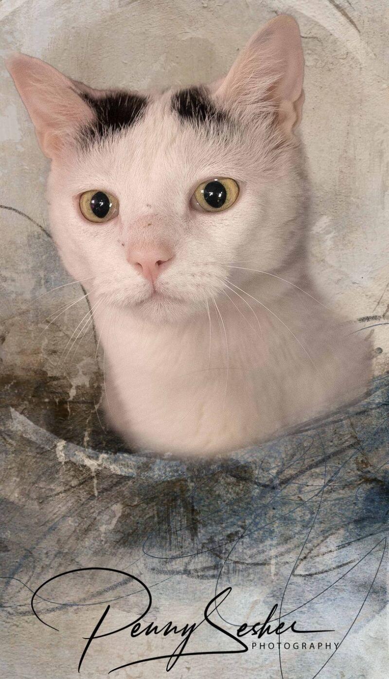 Enlarge Morty, a Adoptable American Shorthair in Belton, MO image 2/6