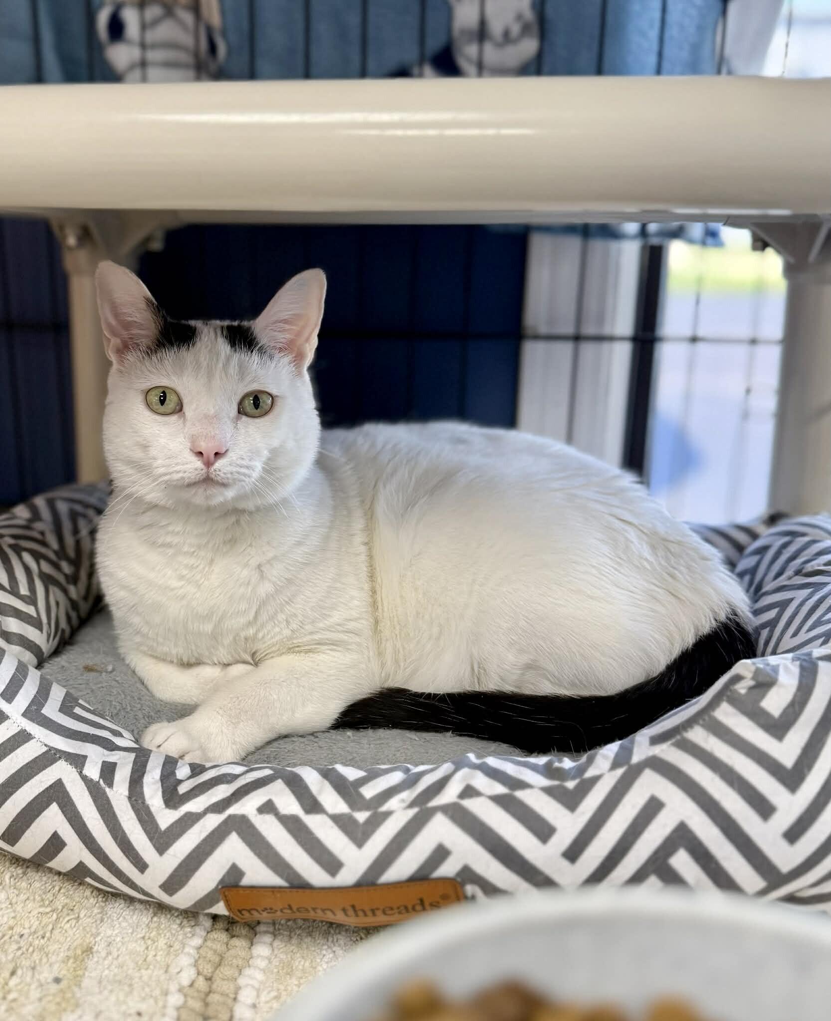 Enlarge Morty, a Adoptable American Shorthair in Belton, MO image 3/6