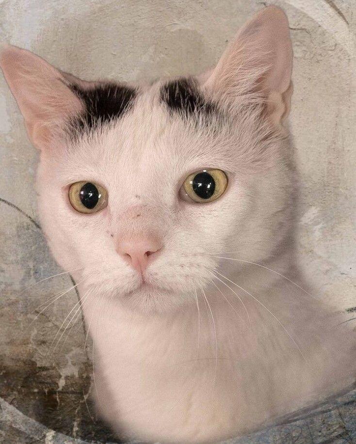 Enlarge Morty, a Adoptable American Shorthair in Belton, MO image 4/6