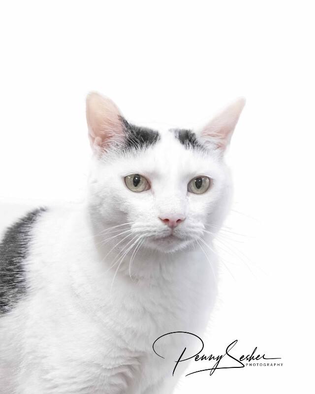 Enlarge Morty, a Adoptable American Shorthair in Belton, MO image 5/6