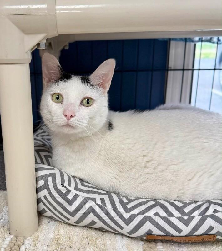 Enlarge Morty, a Adoptable American Shorthair in Belton, MO image 6/6