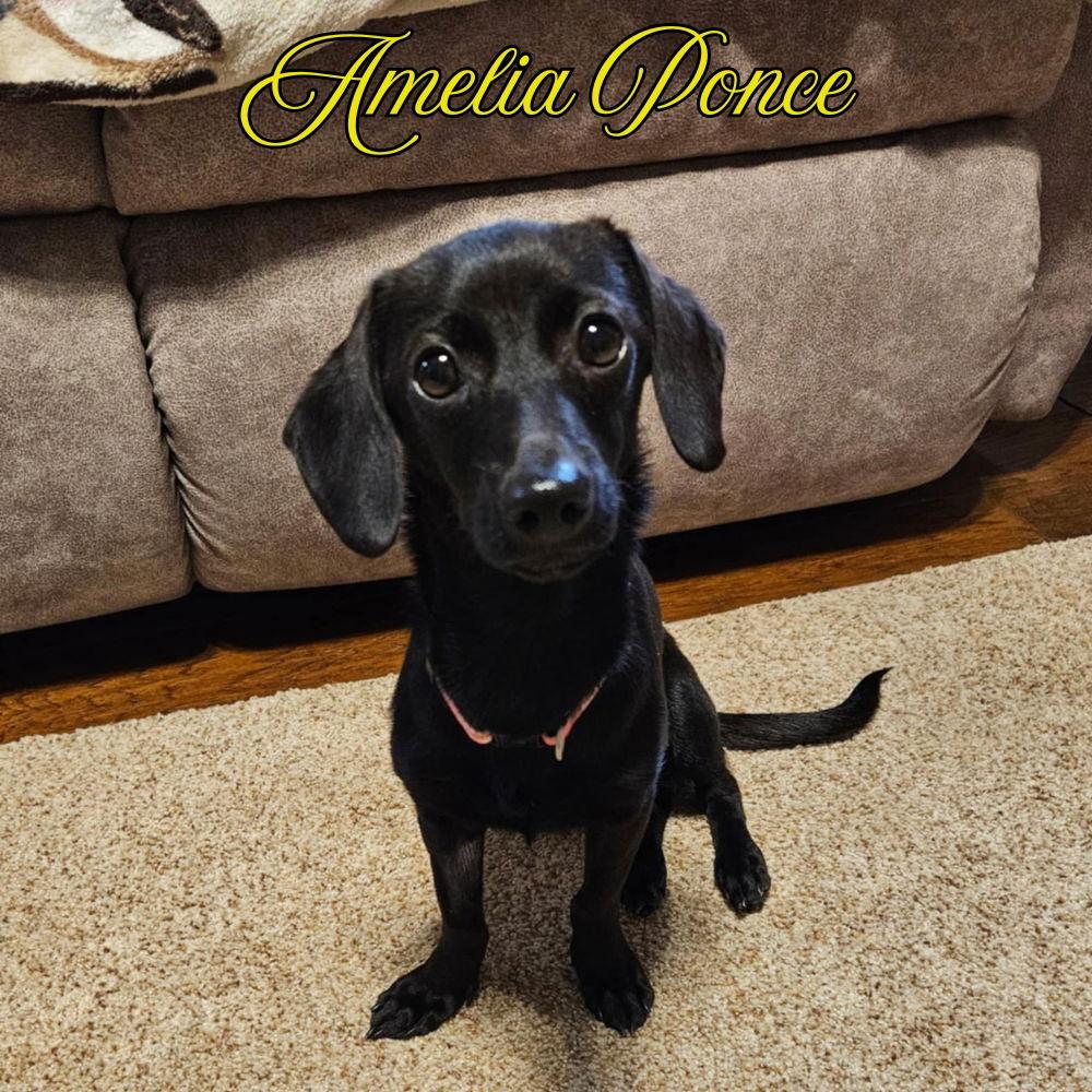Amelia Ponce, Adoptable, Adult Female Dachshund.