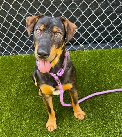 Snoogie, a Adoptable mixed breed in Traverse City, MI image 1/3