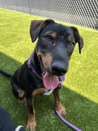 Snoogie, a Adoptable mixed breed in Traverse City, MI image 2/3