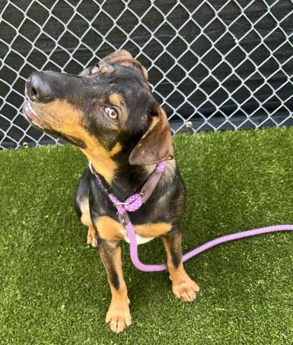 Snoogie, a Adoptable mixed breed in Traverse City, MI image 3/3