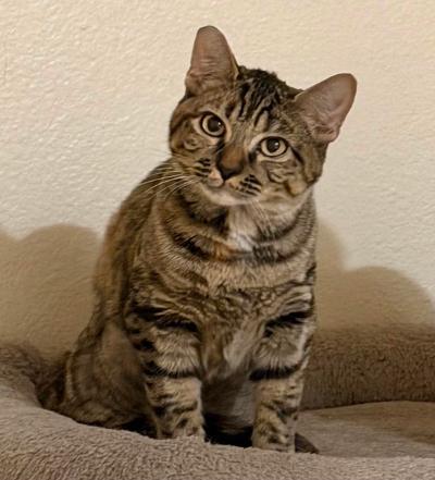 Enlarge Almond, an adopted Domestic Short Hair in Las Vegas, NV image 1/1