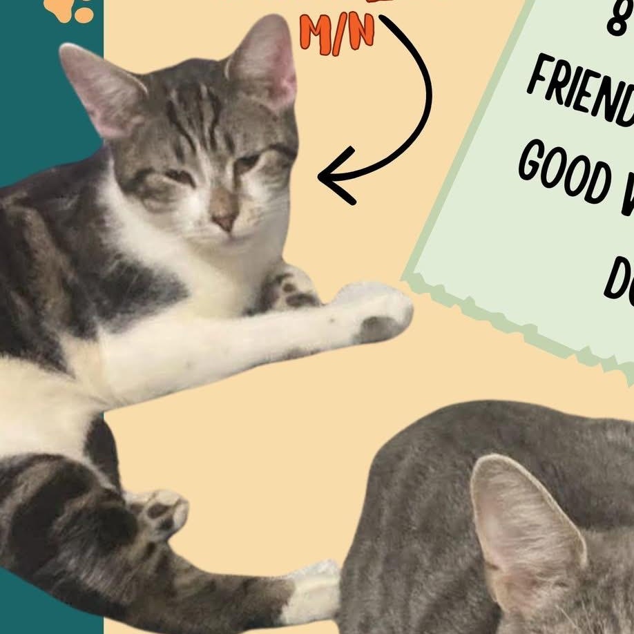 Bubbles (Bonded with Lilith) , ADOPTABLE, Young Male Domestic Short Hair.